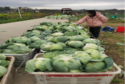 食用農(nóng)產(chǎn)品零售市場(chǎng)新觀察 品質(zhì)、渠道與消費(fèi)趨勢(shì)的嬗變